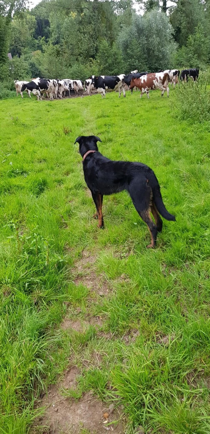 Roquette du royaume des gueules noires