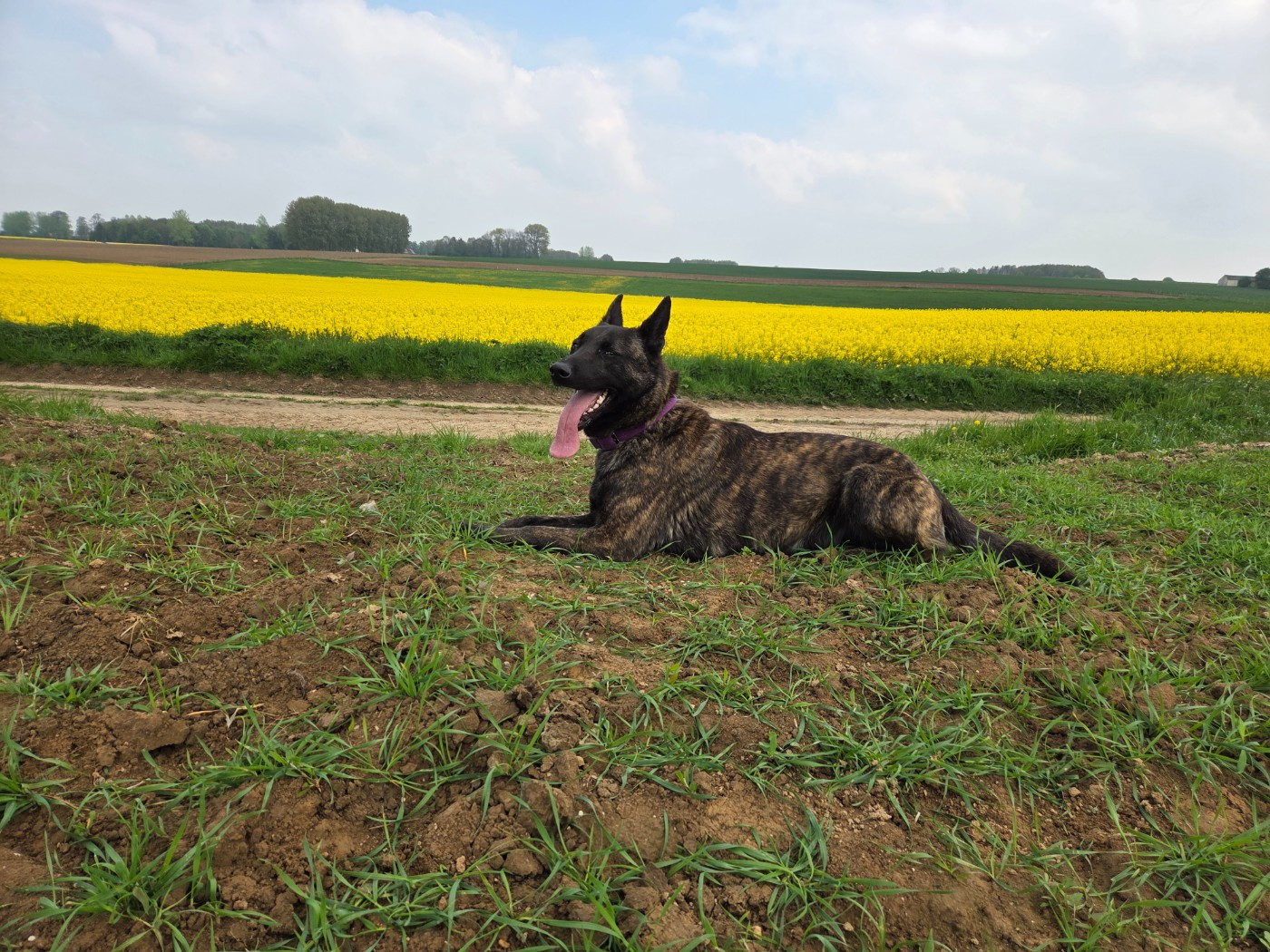 Silky du royaume des gueules noires